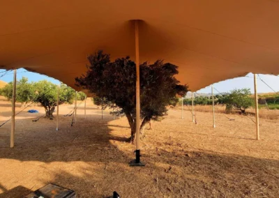 Árbol en interior de carpa beduina
